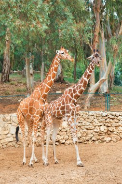 Yeşil ağaçların üzerinde iki zürafa.