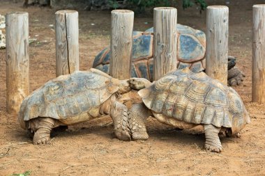 Dev kaplumbağaların aşk oyunları