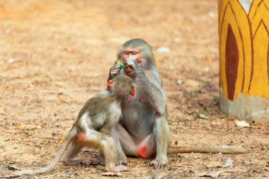 Yavrusu olan güzel, maymun bir anne.