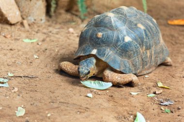 Güzel, dev bir kaplumbağa portresi.