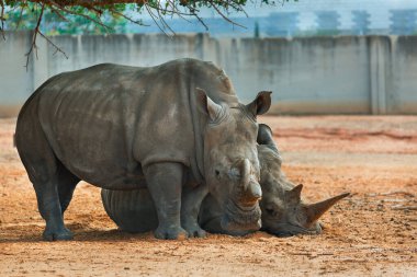 İki gergedan doğanın gölgesinde dinleniyor.