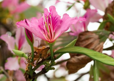 Badem ağacı baharda çiçek açar. Yakın plan.