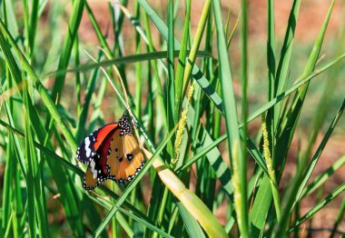 Çimenlerin üzerinde güzel bir kelebek. Yakın plan.