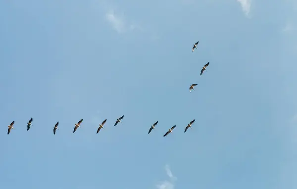 Pelikaner Flyger Mot Bakgrund Moln — Stockfoto