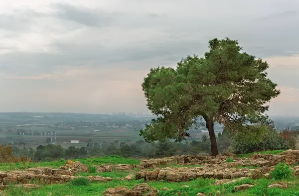 Albero Solitario Contro Cielo Israele — Foto Stock