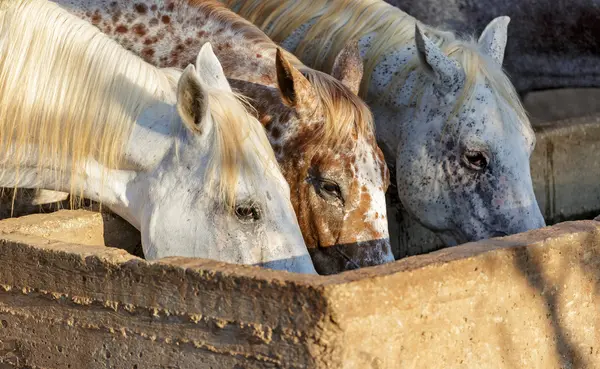 Retrato de un caballo Imágenes de stock libres de derechos