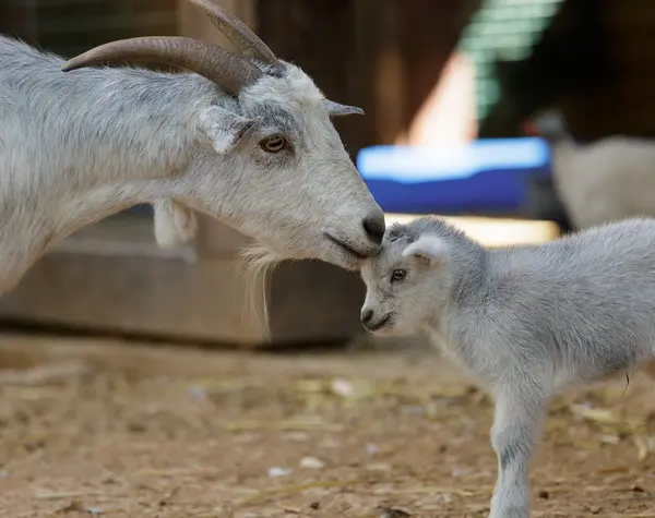 The goat and kid — Stock Photo, Image