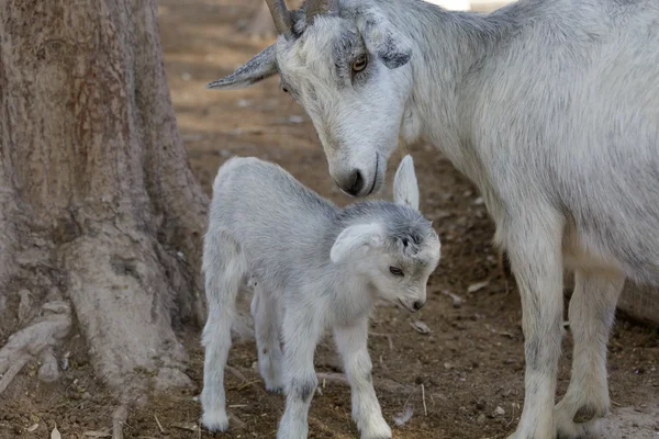 The goat and kid — Stock Photo, Image
