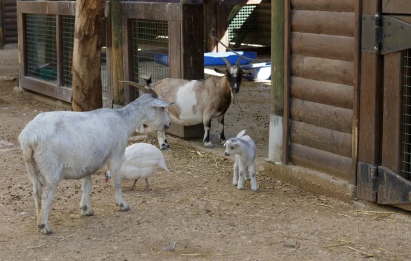 The goat and kid — Stock Photo, Image