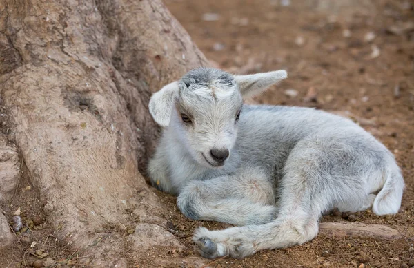 Little goat lying — Stock Photo, Image