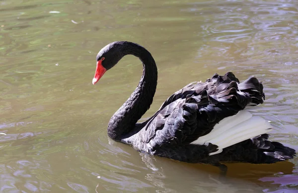 Black swan Stock Image