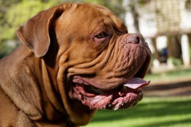 Bordeaux köpek