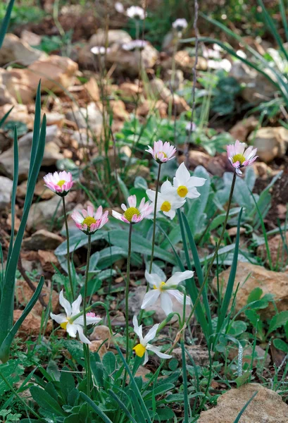 Fleurs de forêt blanche — Photo