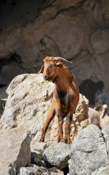 Mountain goats — Stock Photo, Image