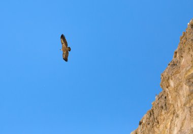 ile beyaz başlı kartal