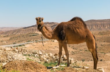 deve Negev Çölü'nde