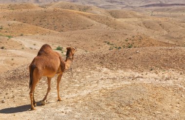 deve Negev Çölü'nde