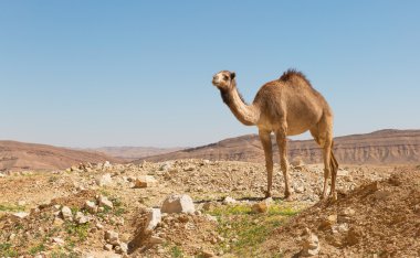 deve Negev Çölü'nde
