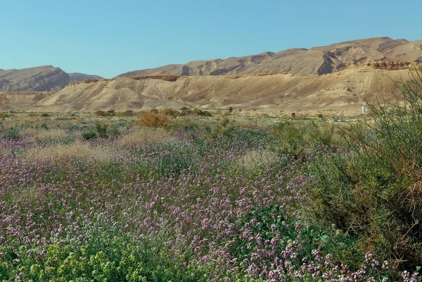 盛开的内盖夫沙漠 — 图库照片