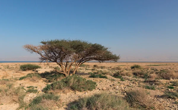 Albero solitario — Foto Stock