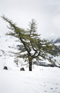 Kışın yalnız ağaç