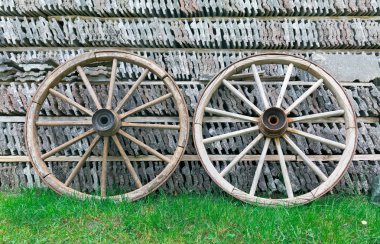 Salyangoz üzerinde bir akçaağaç