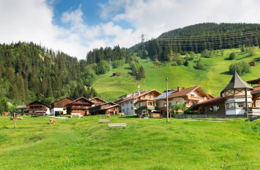 Salyangoz üzerinde bir akçaağaç