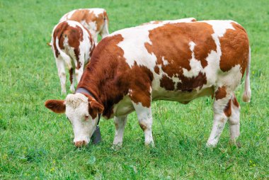 doğal ortamlarında güzel çiçekler