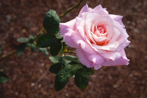 Rosa rosa no jardim Imagens Royalty-Free