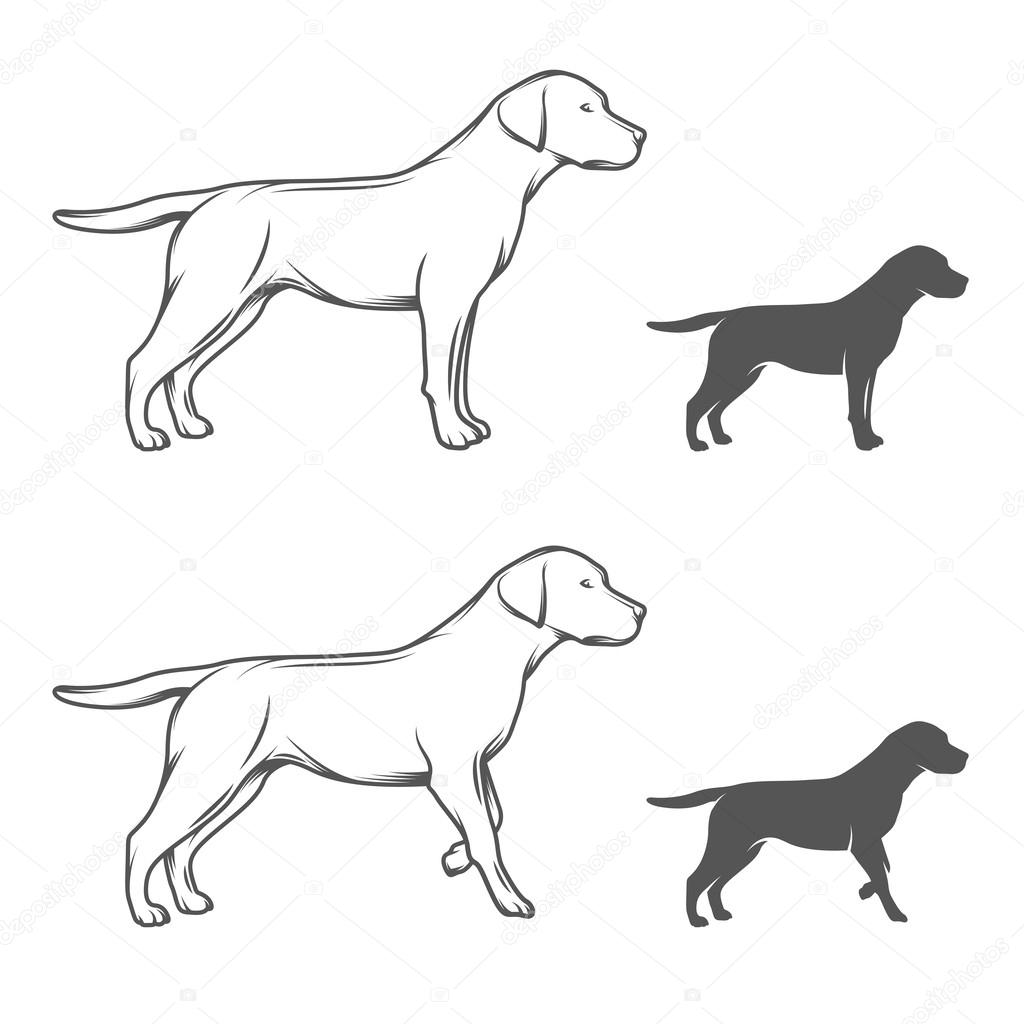 Dog in different poses isolated on white background