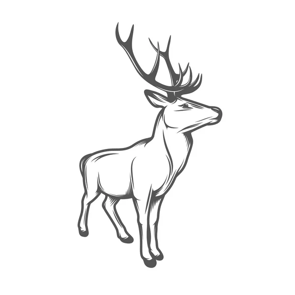 Cervo selvatico adulto con corna isolate su sfondo bianco — Vettoriale Stock