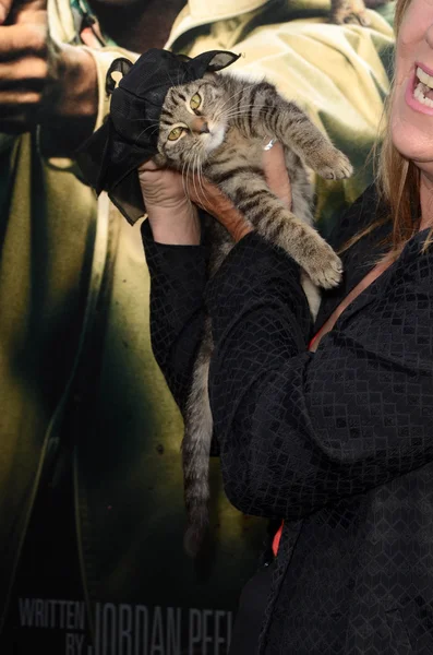 基努-被盗的小猫 — 图库照片
