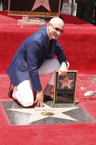 Pitbull - músico, rapero — Foto de Stock