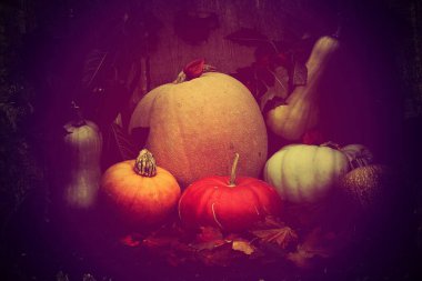 Taze renkli balkabağı grubu, ahşap, eski bir masa üzerinde. Renkli, klasik bir resim. Şükran Günü ve Cadılar Bayramı konsepti..