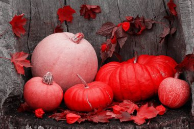 Taze renkli balkabağı grubu, ahşap, eski bir masa üzerinde. Renkli, klasik bir resim. Şükran Günü ve Cadılar Bayramı konsepti..