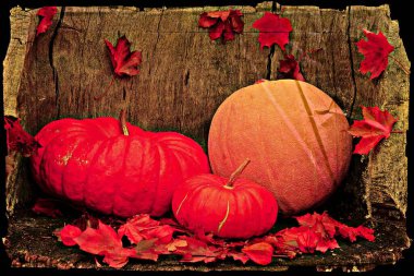 Taze renkli balkabağı grubu, ahşap, eski bir masa üzerinde. Renkli, klasik bir resim. Şükran Günü ve Cadılar Bayramı konsepti..