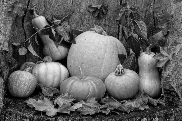 Fresh Colored Pumpkins Group Wooden Dark Vintage Table Toned Vintage — Stock Photo, Image