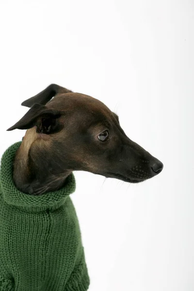 Italian Greyhound Wearing Brown Sweater Piccolo Levriero Italiano Isolated White — Stock Photo, Image