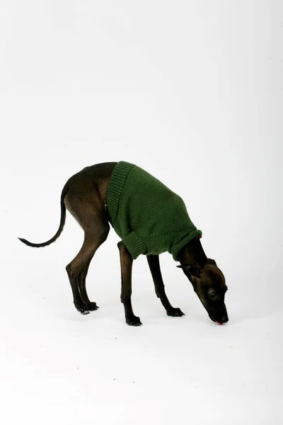 Italiano Greyhound Vestindo Camisola Marrom Piccolo Levriero Italiano Isolado Branco — Fotografia de Stock