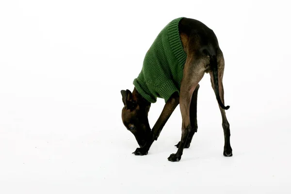 Italiano Greyhound Vestindo Camisola Marrom Piccolo Levriero Italiano Isolado Branco — Fotografia de Stock