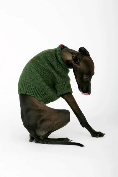 Italian Greyhound Wearing Brown Sweater Piccolo Levriero Italiano Isolated White — Stock Photo, Image