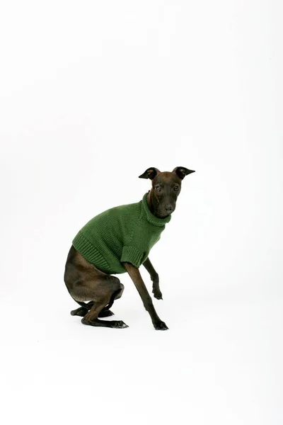 Italian Greyhound Wearing Brown Sweater Piccolo Levriero Italiano Isolated White — Stock Photo, Image