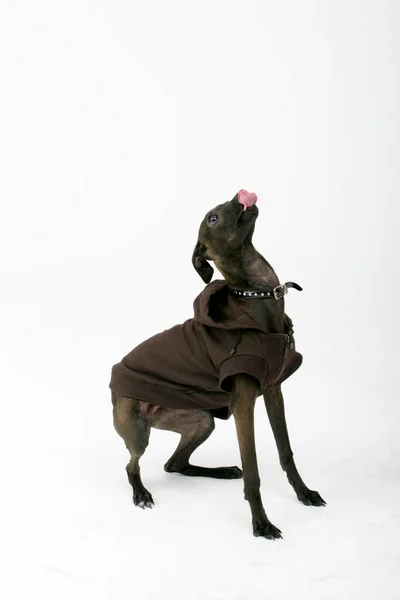 Italiano Greyhound Vestindo Camisola Marrom Piccolo Levriero Italiano Isolado Branco — Fotografia de Stock