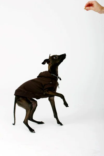 Talyan Greyhound Kahverengi Kazak Giyiyor Piccolo Levriero Italiano Izole Edilmiş — Stok fotoğraf