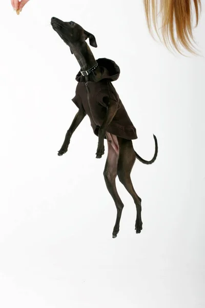 Italiano Greyhound Vestindo Camisola Marrom Piccolo Levriero Italiano Isolado Branco — Fotografia de Stock
