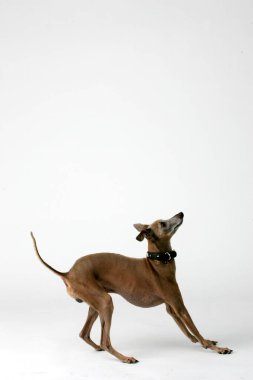 İtalyan Greyhound kahverengi kazak giyiyor, Piccolo Levriero Italiano, izole edilmiş beyaz, stüdyo çekimi.