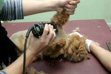 Kızıl kedi kuaförde hayvanlar için kırpılmış. Hayvanları tımar ediyor, banyo yapan bir kediyi yıkıyor, saçlarını tarıyor, saç kurutuyor. Bakım ustası kedi bakımı.