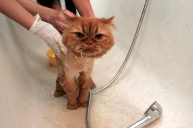 Kızıl kedi kuaförde hayvanlar için kırpılmış. Hayvanları tımar ediyor, banyo yapan bir kediyi yıkıyor, saçlarını tarıyor, saç kurutuyor. Bakım ustası kedi bakımı.