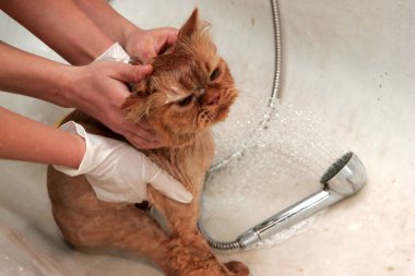 Kızıl kedi kuaförde hayvanlar için kırpılmış. Hayvanları tımar ediyor, banyo yapan bir kediyi yıkıyor, saçlarını tarıyor, saç kurutuyor. Bakım ustası kedi bakımı.