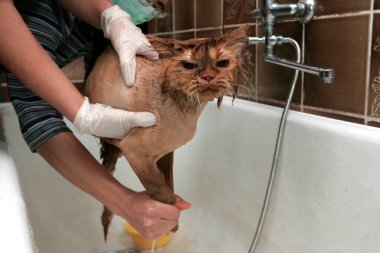 Kızıl kedi kuaförde hayvanlar için kırpılmış. Hayvanları tımar ediyor, banyo yapan bir kediyi yıkıyor, saçlarını tarıyor, saç kurutuyor. Bakım ustası kedi bakımı.